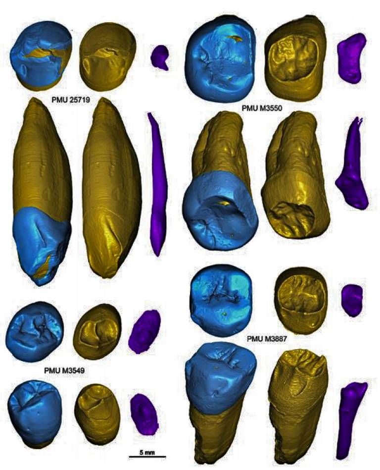 Zhoukoudian Homo erectus fossils (Uppsala University)