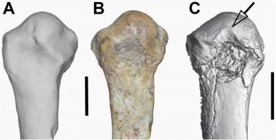 Comparison of the GWM67/P2k and ARA-VP-6/500-089 first metatarsals in dorsal view.