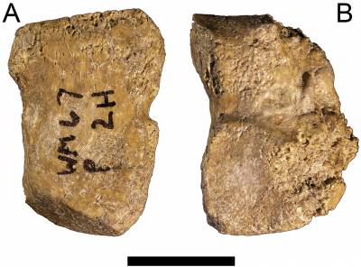 GWM67/P2h right lateral cuneiform fragment.