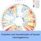 Evolution and recombination of human cytomegalovirus