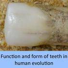 Function and form of teeth in human evolution