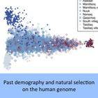 Past demography and natural selection on the human genome