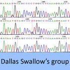 dallas swallows group