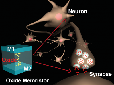 Image of Oxide memristor compared with biological synapse