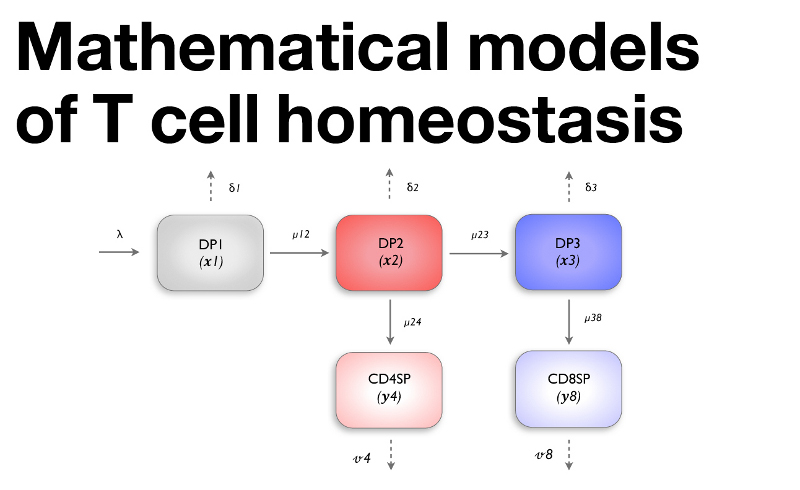Mathematical models of T cell homeostasis