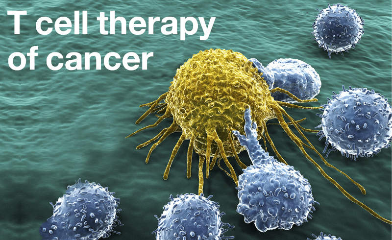T cell therapy of cancer