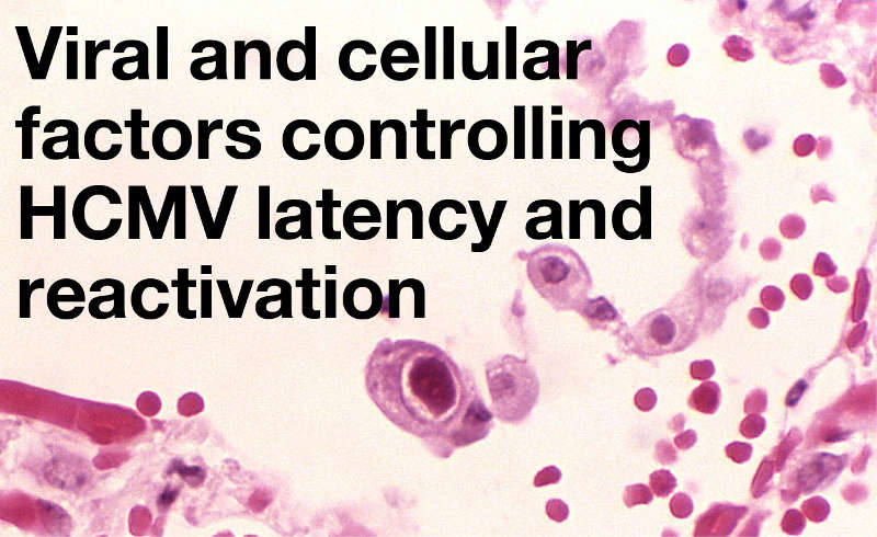 Viral and cellular factors controlling HMCV latency and reactivation