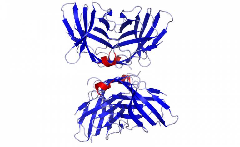 Crystal structure of CTLA4 