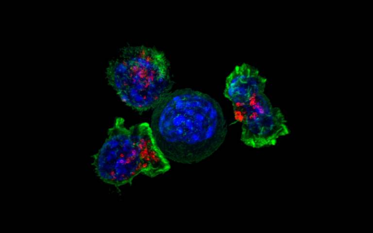 T cells surrounding cancer cell