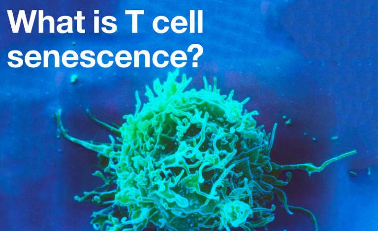 What is T cell senescence?