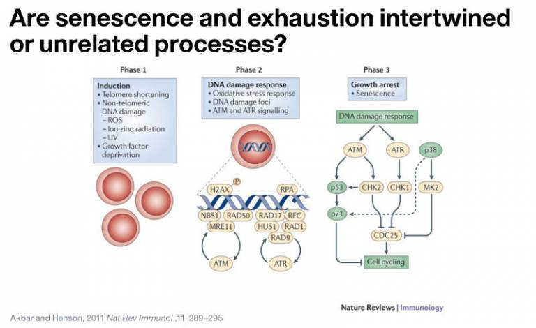 Are senescence and exhaustion intertwined or unrelated processes?