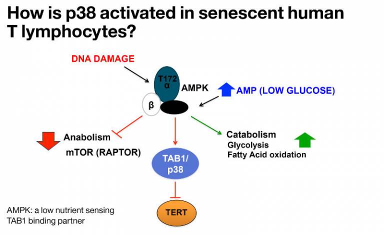 How is p38 activated in senescent human T lymphocytes?