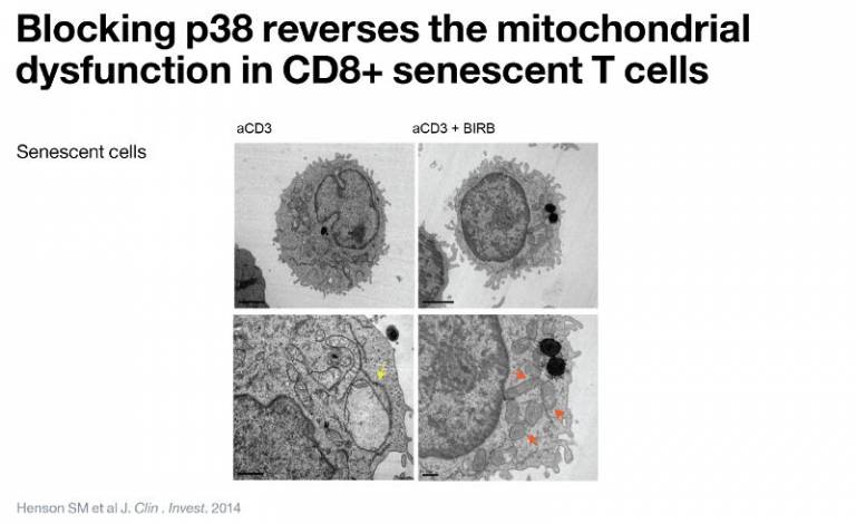 Blocking p38 reverses the mitochondrial dysfunction in CD8+ senescent T cells?