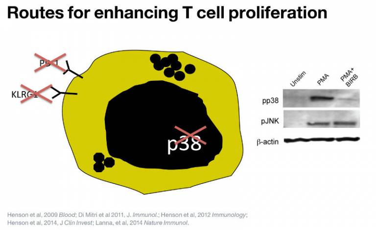 Routes for enhancing T cell proliferation