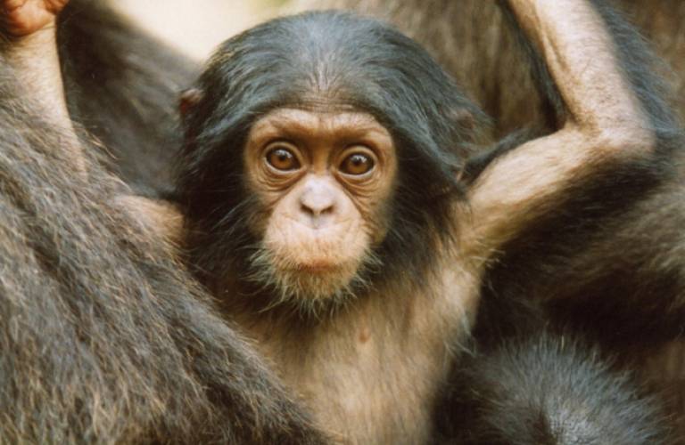 Nigeria's Gashaka Gumti National Park harbours the largest remaining population of the world's most endangered type of chimpanzee. Photo- Yvonne Pohlner
