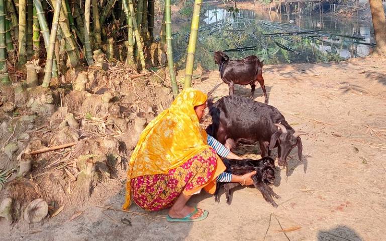 Image with a woman feeding animals. 