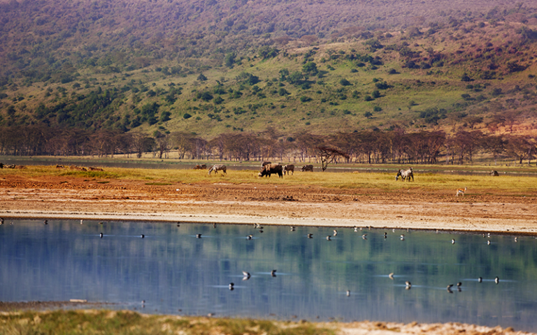 Wild animals in Kenyan Maasai Mara near watering place, zebras, wildebeests and others