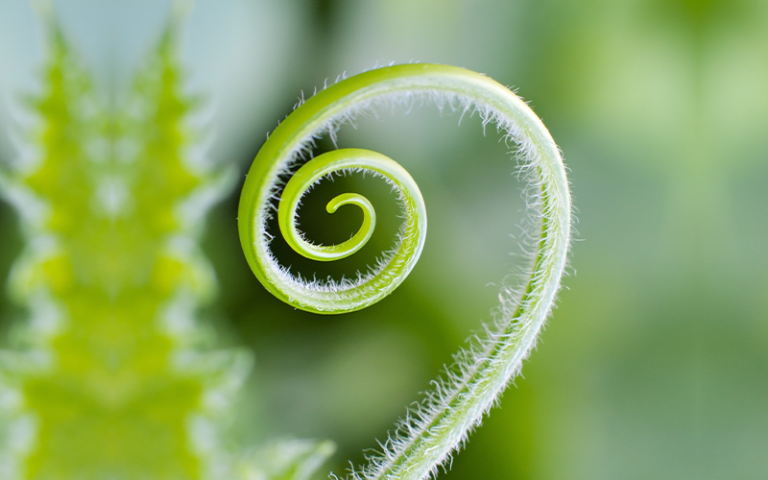 an image of a plant in the shape of a question mark 