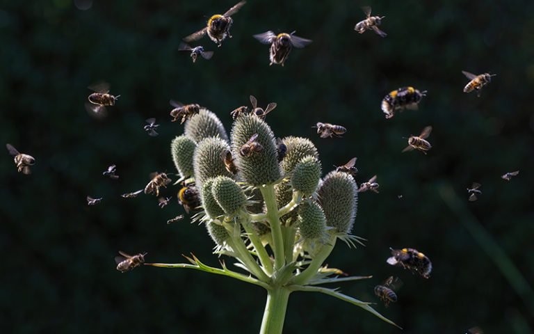 Composite image of invertebrates visiting Eryngium Sea-holly flowers in a garden.