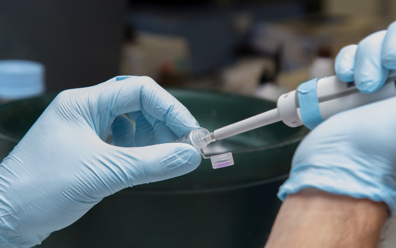 Gloved hands holding a pipette in othe left hand and PCR tube in the right