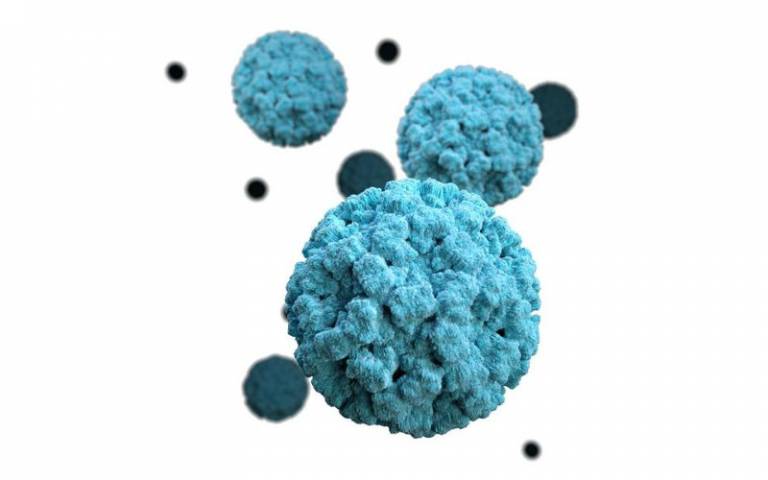 3D graphical representation of Norovirus virions