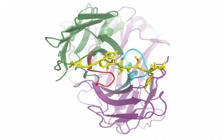 MHC-eye-view of the TCR recognising a peptide