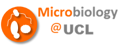 microbiology@ucl link