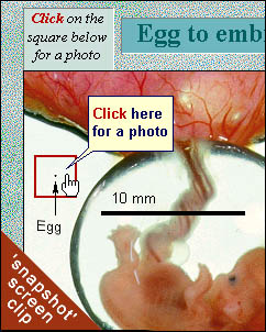 Egg to Embryo tutorial