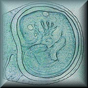 The Embryonic Disk