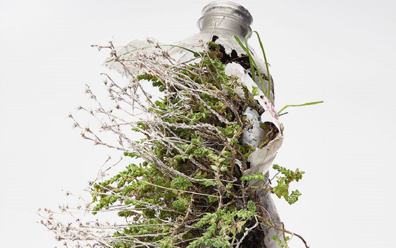 plastic bottle with a plant growing out of it, Diana Lelonek, Center of Living Things