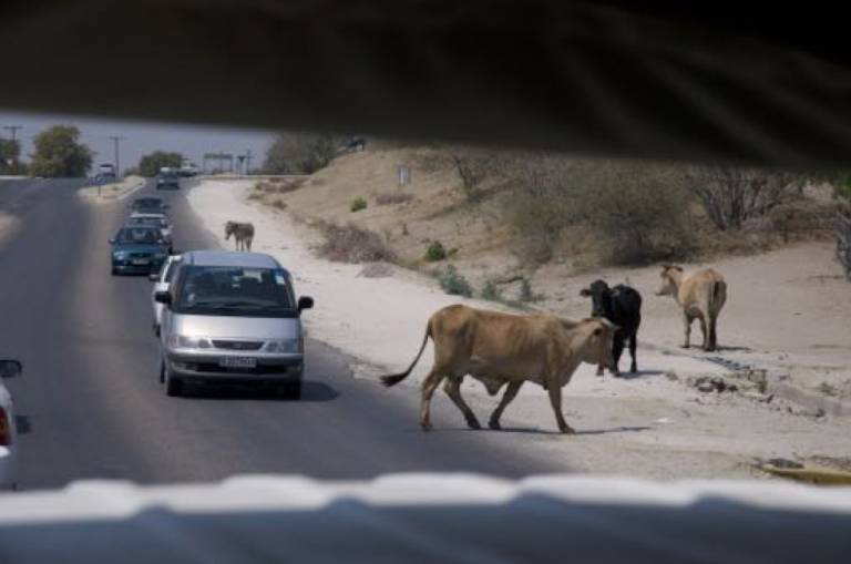 Botswana Cattle road