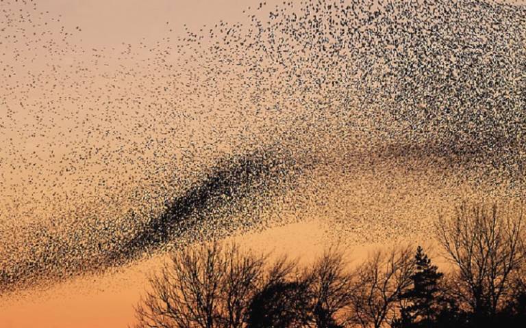 a photo of a starling murmuration