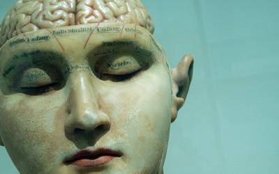 model of a brain, credit David Matos on Unsplash