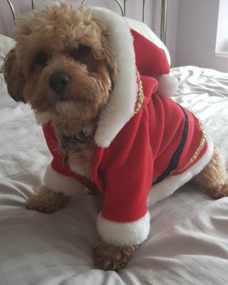Ziggy the dog dressed as santa