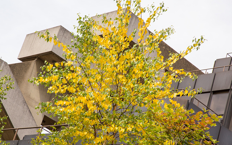 Autumnal tree outside IOE building. Credit: Mary Hinkley for UCL Digital Media.