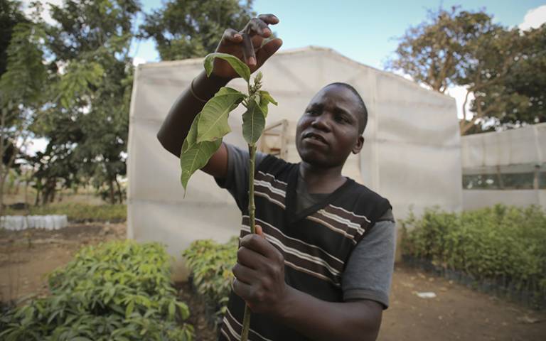 Farm manager propogating fruit trees in Malawi. Image: Melissa Cooperman/IFPRI