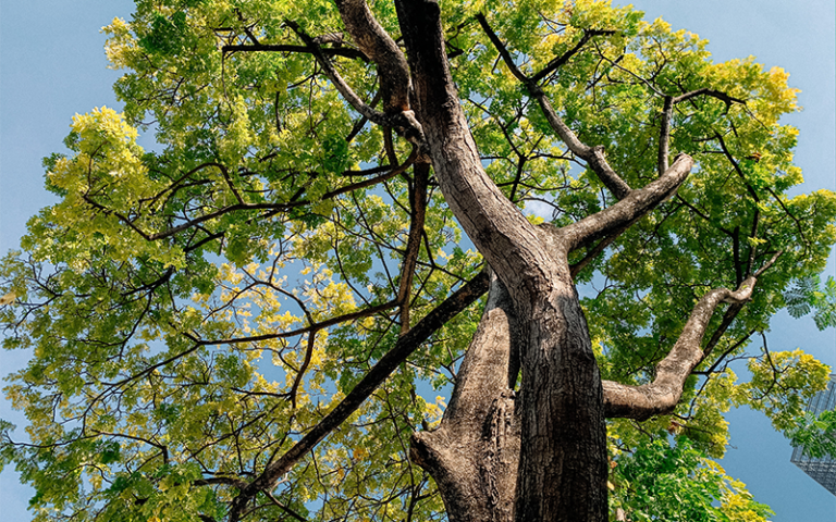 Looking up into a green tree canopy under a blue sky. Image by Stacey Gabrielle Koenitz Rozells / Pexels