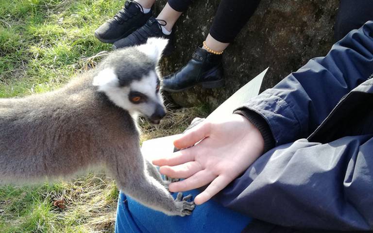 A lemur places itself on a person's lap (Photo supplied by Youth Equity + STEM)