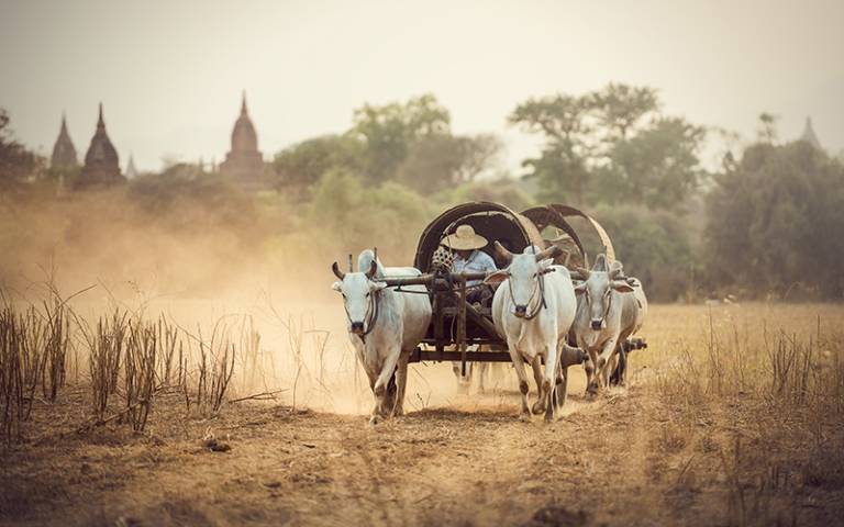 Cattle pull a number of wooden carts with farmers onboard along a dusty path in Myanmar. (Photo: Sasint / Adobe Stock)