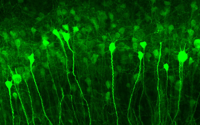 Fluo Neurons