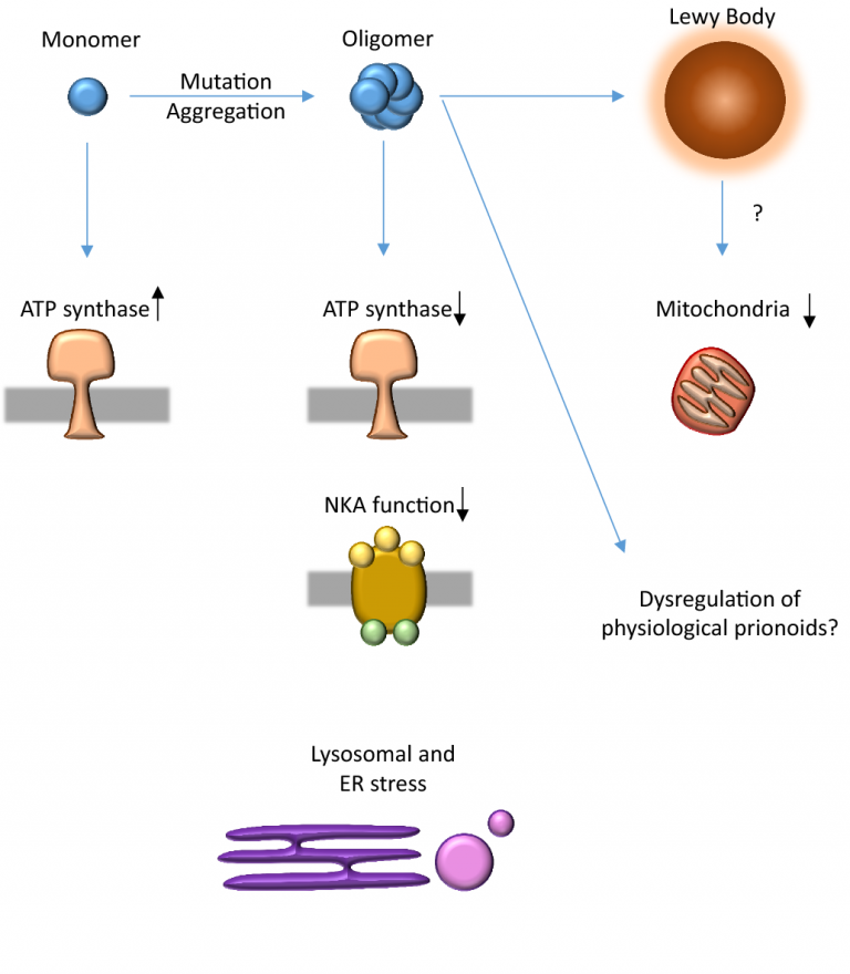 alpha synuclein aggregation and pathology pathway