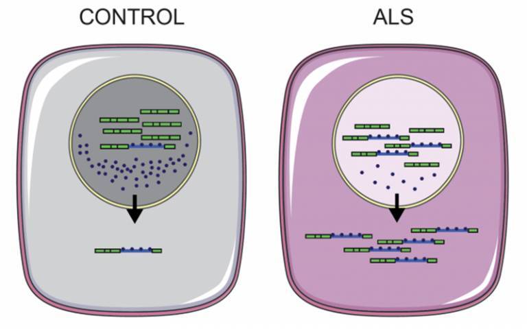 Schematic model depicting intron retaining transcripts with bound RNA binding proteins being exported to the cytoplasm more in ALS than control cells.