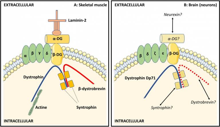 Menzonni et al 2019_Figure1_Model of DGC in skeletal muscles and brian