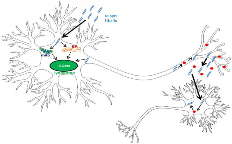 GCase and alpha synuclein in parkinson's pathology: Figure from Gegg and Schapira May 2020