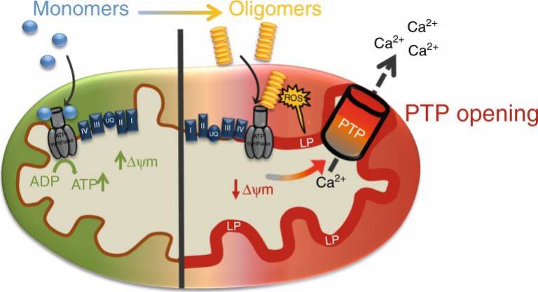 Schematic diagram of oligomeric α-synuclein effects on mitochondria
