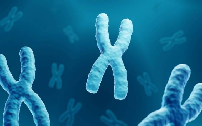 chromosomes