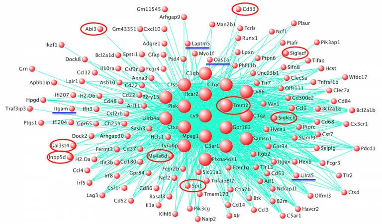 amyloid network diagram