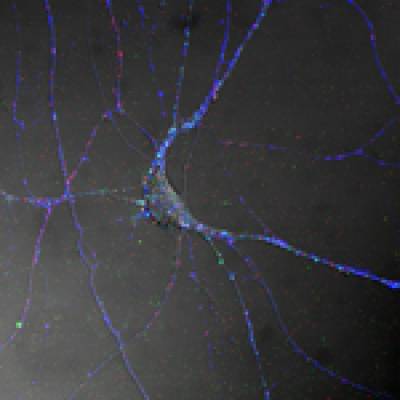 Spinal cord motor neurons control muscle contraction by electrical output signals