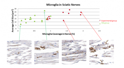 Microglia Nerve Quantification