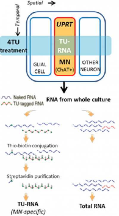 Identifying motor neuron specific RNA in vivo, in ALS